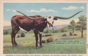 Texas Long Horn Steer Width Of Horns Over 8 Feet Curteich