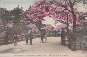 Postcard Cherry Blossom Benkei-bashi Akasaka Tokyo