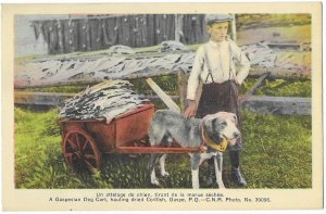 A Gaspesian Dog Pulling a Cart of Dried Codfish Gaspe Quebec Canada