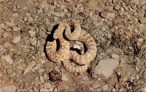 Snakes Prairie Rattlesnake Ready To Strike 1955