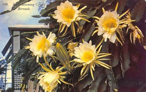Night Blooming Cereus Bermuda Postcard