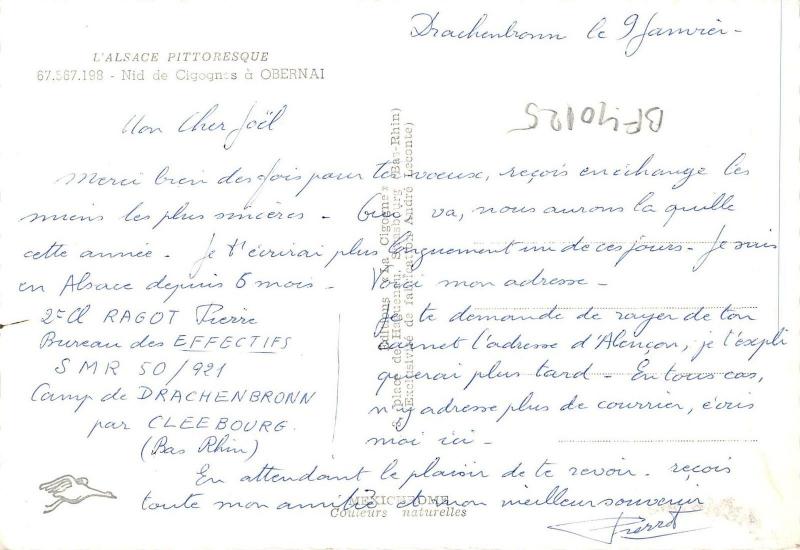 BF40125 alsace nid de cigogne obernai france stork  bird oiseau