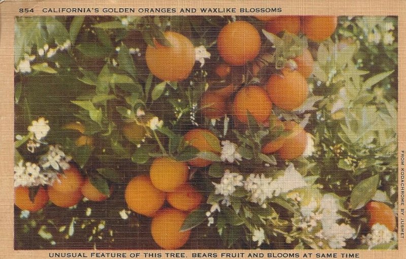 California's Golden Oranges and Waxlike Blossoms Vintage Linen Postcard