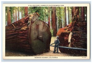 Vintage Fallen Giant Humboldt State Redwood Park. Postcard F145E