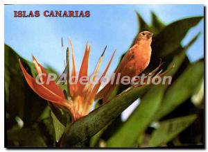 Postcard Modern Islas Canarias Strelitzia Reginae