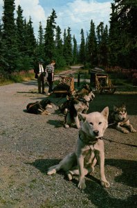 Husky Dog Sled Demonstrations,Mt McKinley National Park BIN