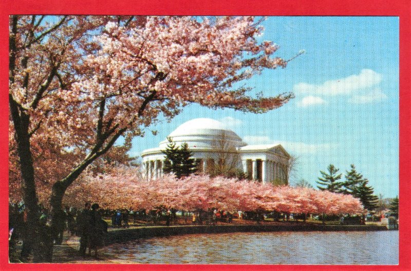 JEFFERSON MEMORIAL, CHERRY TREES ARE IN BLOSSOM. WASHINGTON D.C. SEE SCAN  PC87