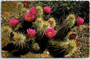 Postcard - Strawberry Hedgehog Cactus