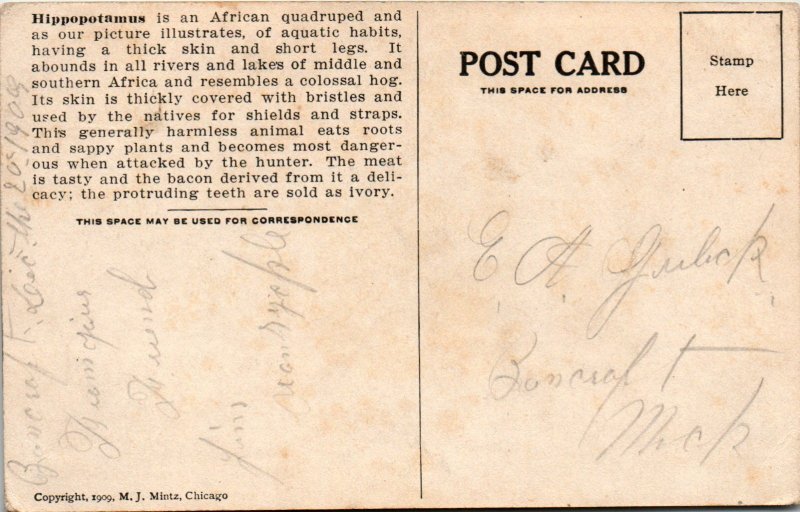 Hippopotamus Hunters