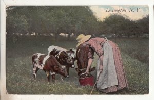 P3244 1914 postcard farm woman feeding cows lexington new york ny