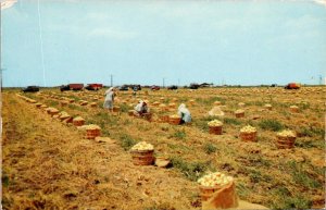 Texas - Onion Harvest Of South Texas - [TX-119]