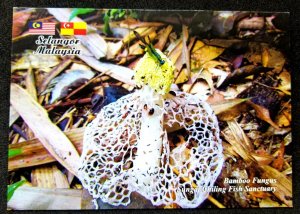 [AG] P232 Malaysia Bamboo Fungus Fungi Mushroom Plant Insect (postcard) *New
