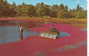 Massachusetts Cape Cod Harvesting Cranberries