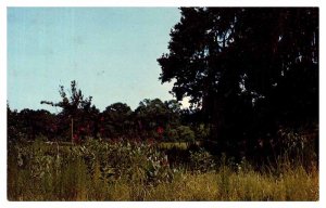 Postcard GARDEN SCENE Myrtle Beach South Carolina SC AR5299