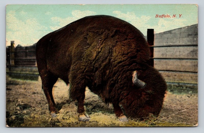 c1913 Buffalo in Buffalo New York ANTIQUE Postcard 1709