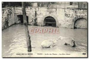 Old Postcard Paris Garden of Plants Crue De La Seine Polar bears