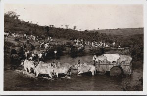 Brazil Farmers With Ox Vintage RPPC C081