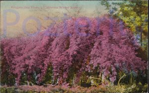 BOUGANVILLES VINES CAL. WINTER SCENE SOUTHERN CALIFORNIA