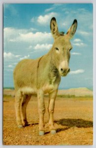 Arizona Canary Cute Little Burro Spirit of The West Postcard R29