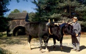 Yock of Holstein Oxen - Old Sturbridge Village, Massachusetts MA