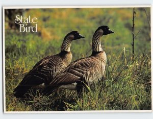 Postcard Nene or Hawaiian Geeses Hawaii's State Bird Hawaii USA