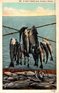 Fishing Day's Catch From Southern Waters 1942 Curteich