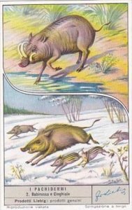 Liebig S1572 Large Mammals No 2 Wild Hog