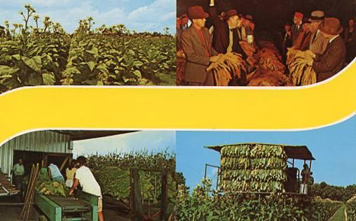 Greetings from Tobacco-Land, U.S.A.  Multi-View