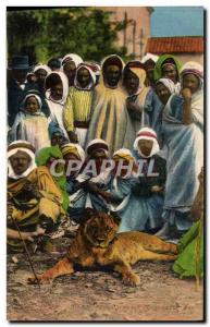 Postcard Old Felin Lion Morocco