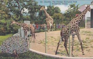 Illinois Chicago Zoological park At Brookfield The Giraffes Curteich