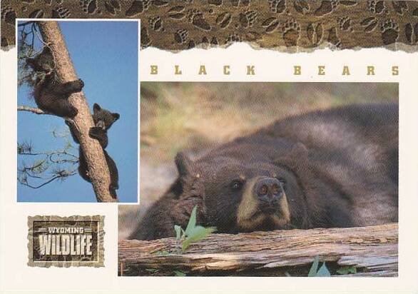 Wyoming Wildlife Black Bear