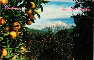 Postcard MOUNTAIN SCENE San Bernardino California CA AK0476