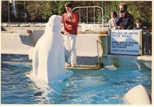 Beluga White Whale Vancouver Aquarium Vancouver BC Trainer Vintage Postcard D23