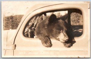 Black Bear In A Car 1940s Byron Harmon Banff Canada RPPC Real Photo Postcard