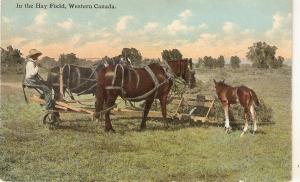 Horses. In the Hay Fields. Wester Canada Antique postcard