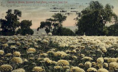 Carrots in Bloom San Jose CA 1907