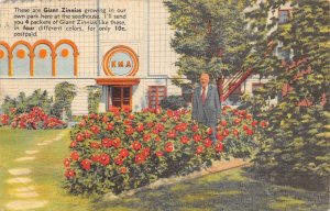 Shenandoah Iowa Earl May Seed Co Zinnia Flowers Adv Postcard AA69369