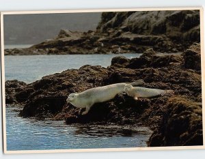 Postcard Harbor Seals on the Ledges Along Coastal Maine USA