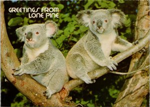 Koala Bears Greetings from Lone Pine Australia Unused Postcard C7