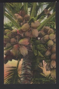 Florida A Cluster of Coconuts by Dade County Newsdealers Supply pm1943 ~ Linen