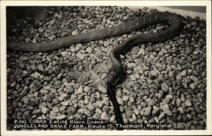 Thurmont MD King Cobra Snake Eating Black Snake Real Photo Postcard
