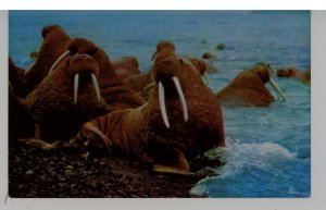 Walrus in Alaska