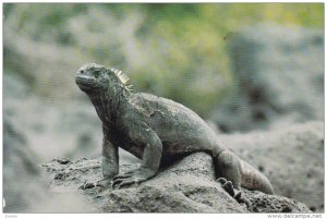 GALAPAGOS - Ecuador , 50-70s ; Sea Iguana