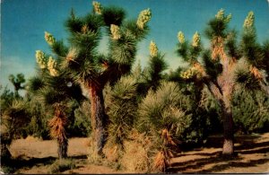 California Joshua Trees In Bloom