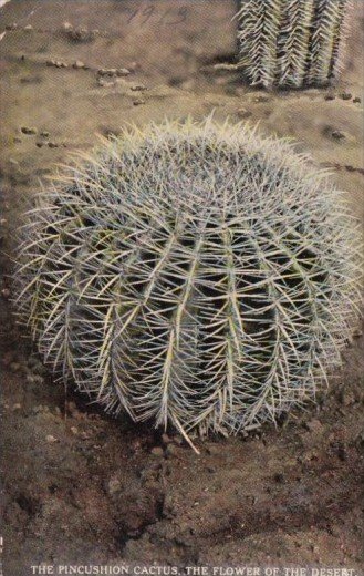 The Pincushion Cactus The Flower Of The Desert