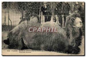 Old Postcard Paris Museum of Natural & # 39Histoire Camel female