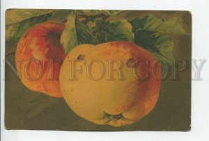 462028 Catharina KLEIN Apple Fruits on Tree Vintage postcard