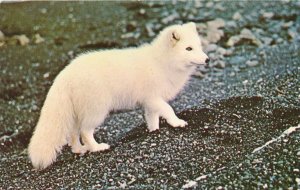 Alaskan Arctic Fox AK, Alaska - Postcard Photo by Elton Fernald