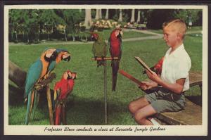 Parrots,Sarasota Jungle Gardens,FL Postcard BIN