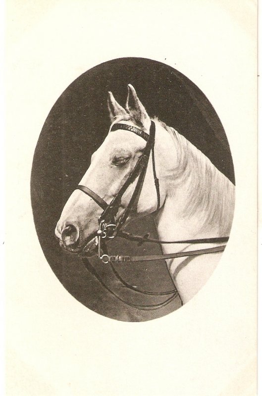 Horse Nice old vintage  German  art postcard